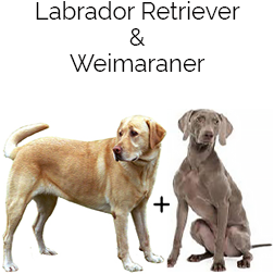 Labmaraner Dog